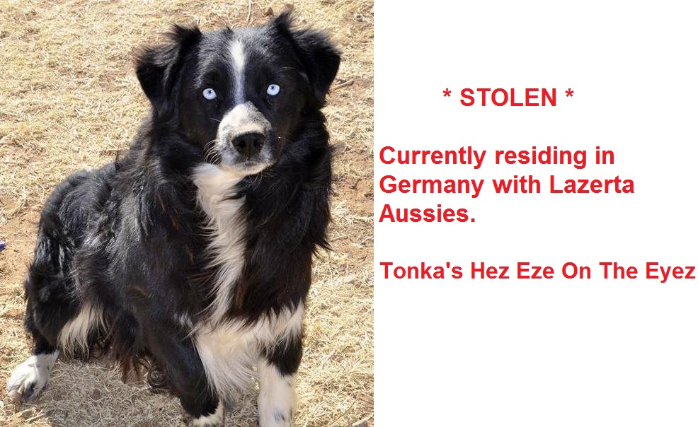 Our stolen male and exported to Germany by Tonya Nance