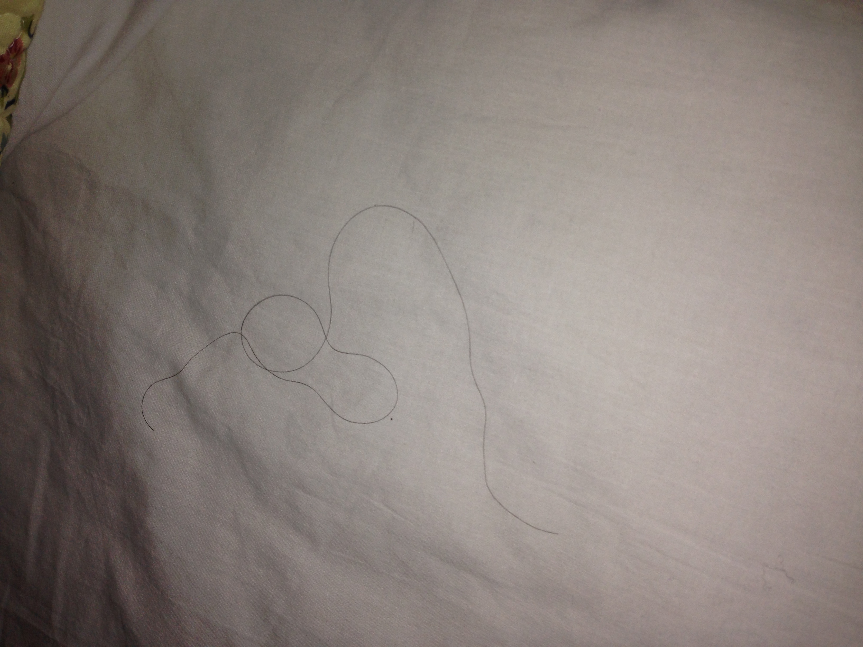 Hairs found in bedding.