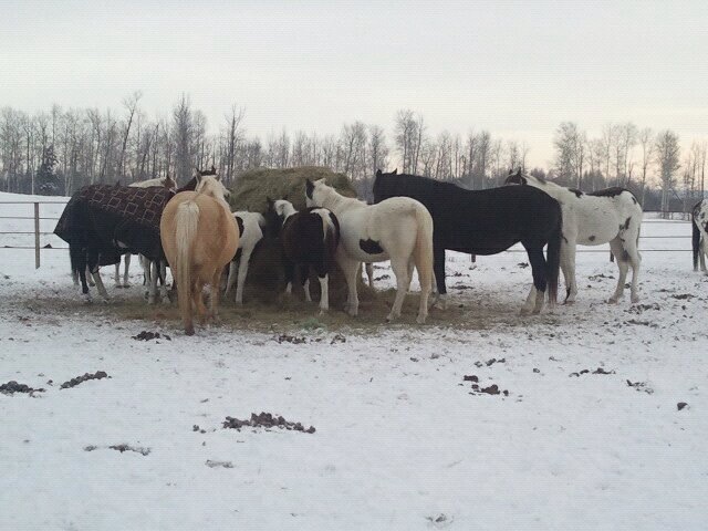 Pictures of the horses the day we went out