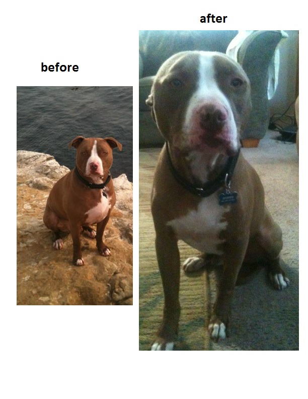 this is our dog before and after going with Mr. Mendez for 30 days