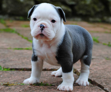 Phil, the English Bulldog who would never be adopted from Besties Bulldogs