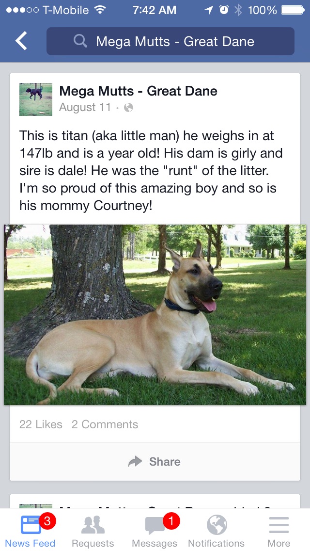 The picture from TNT Danes she is using and claiming is hers. She claims its a male when this dog is clearly a female. 