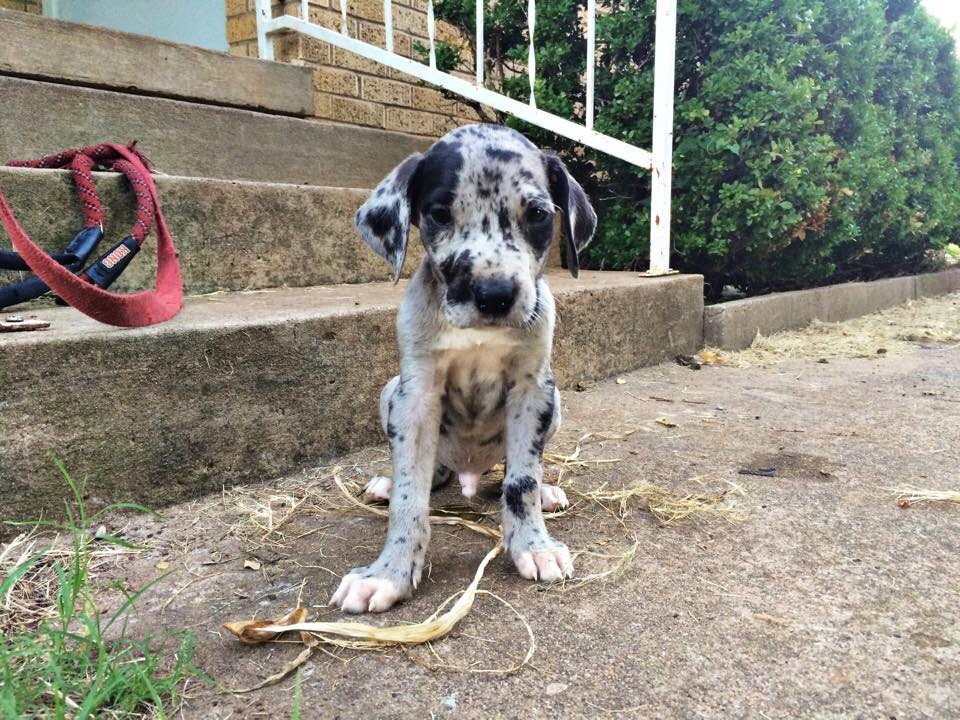 Gus the day before we brought him home. 