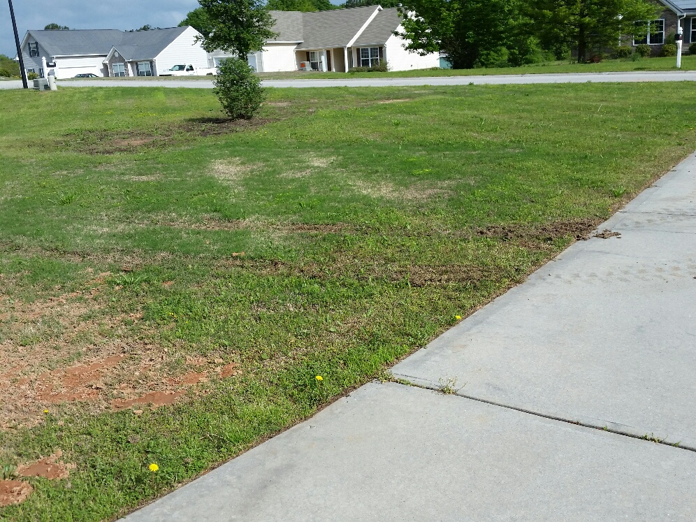 Tracks left in yard and driveway