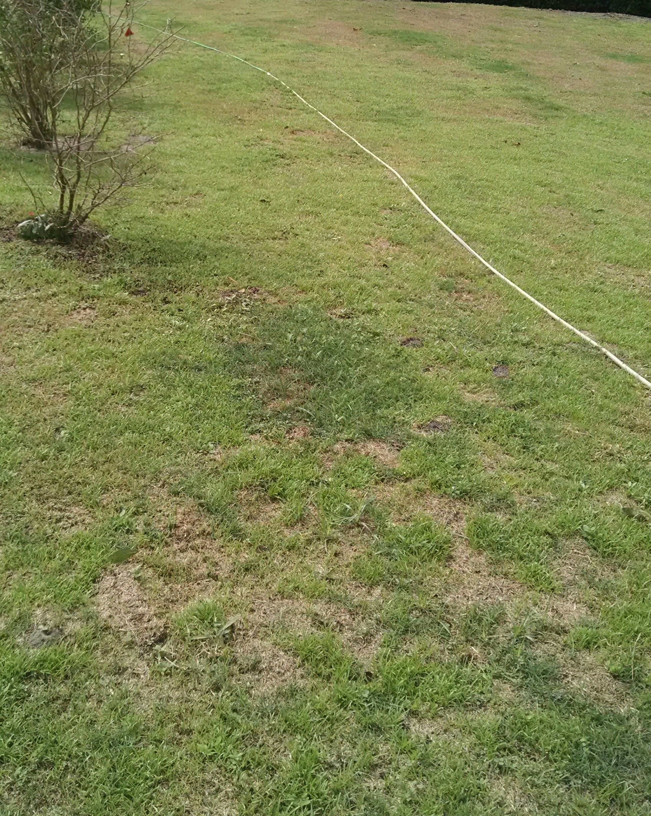 Lawn after one month and 2 sprayings of Roundup