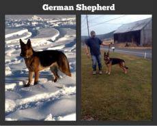 Classic puppy mill, breeding any animal that is a dog! Siberian Husky's, German Shepherds, Doberman Pinchers etc...