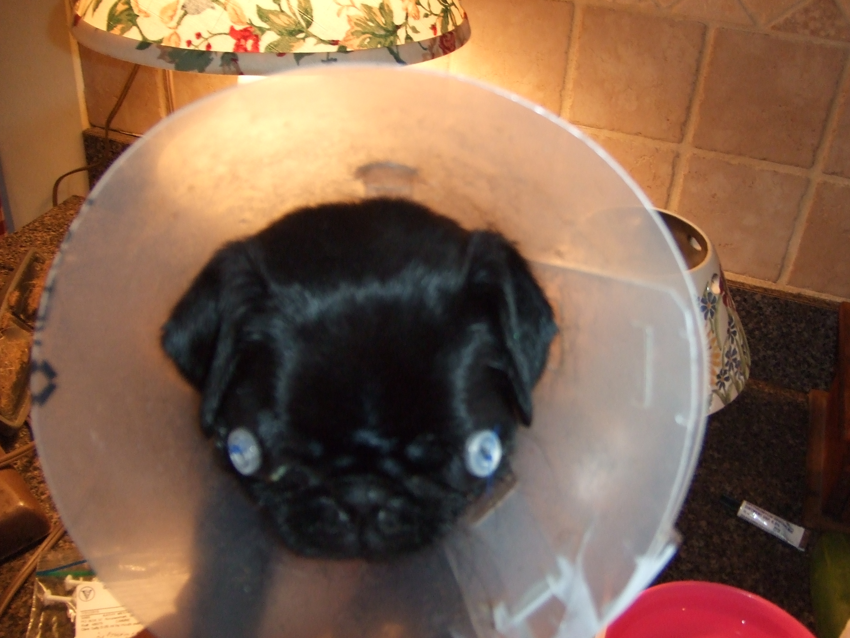 This is the puppy after emergency surgery to try to save her eyes..