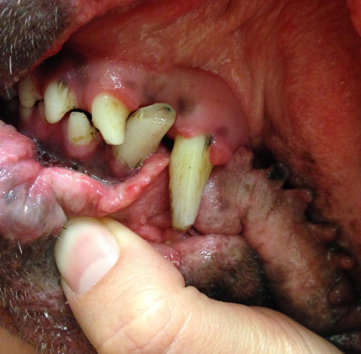 Canelos teeth with the roots showing and hair in his teeth from fighting 