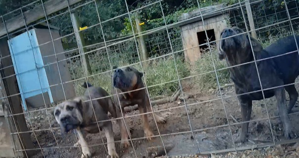 Kim Barbers Cane Corsos 
Callisto's Cane Corso is a Puppy Mill! 