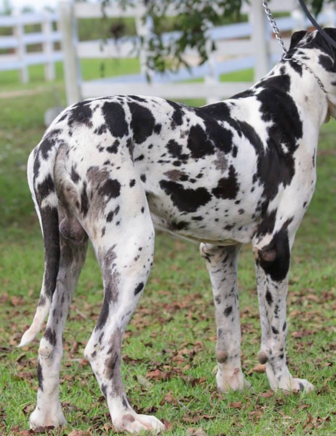 Cow Hock Male Great Dane.
Should not be bred!