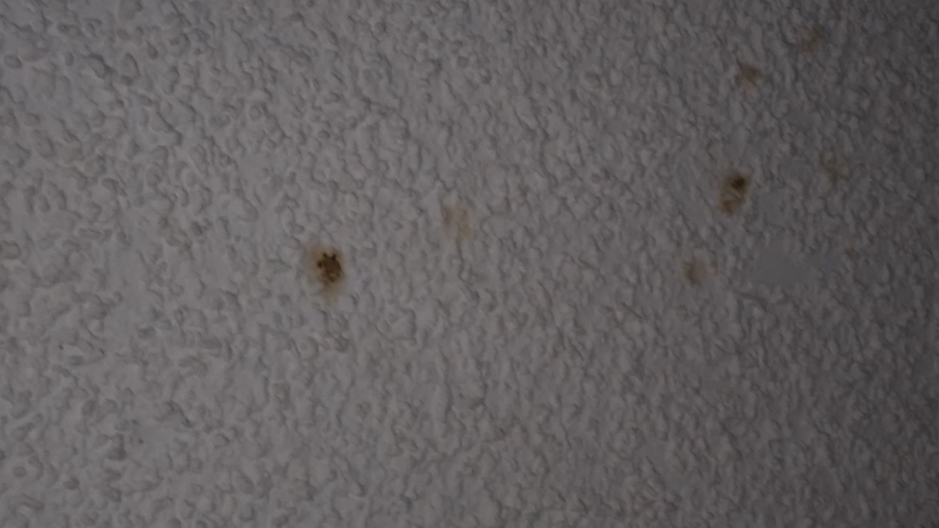 Growing stains on living room ceiling... also stains on kitchen ceiling. BOTH areas were stained when we moved in. 