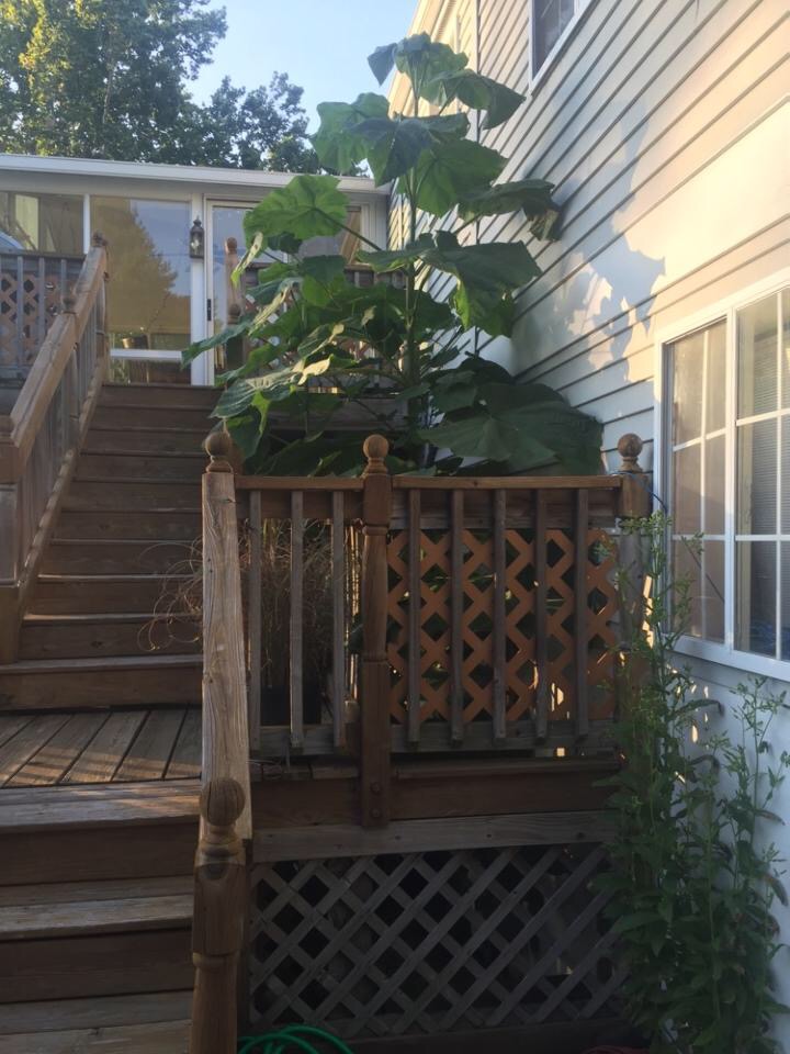 Tree growing to height of house 