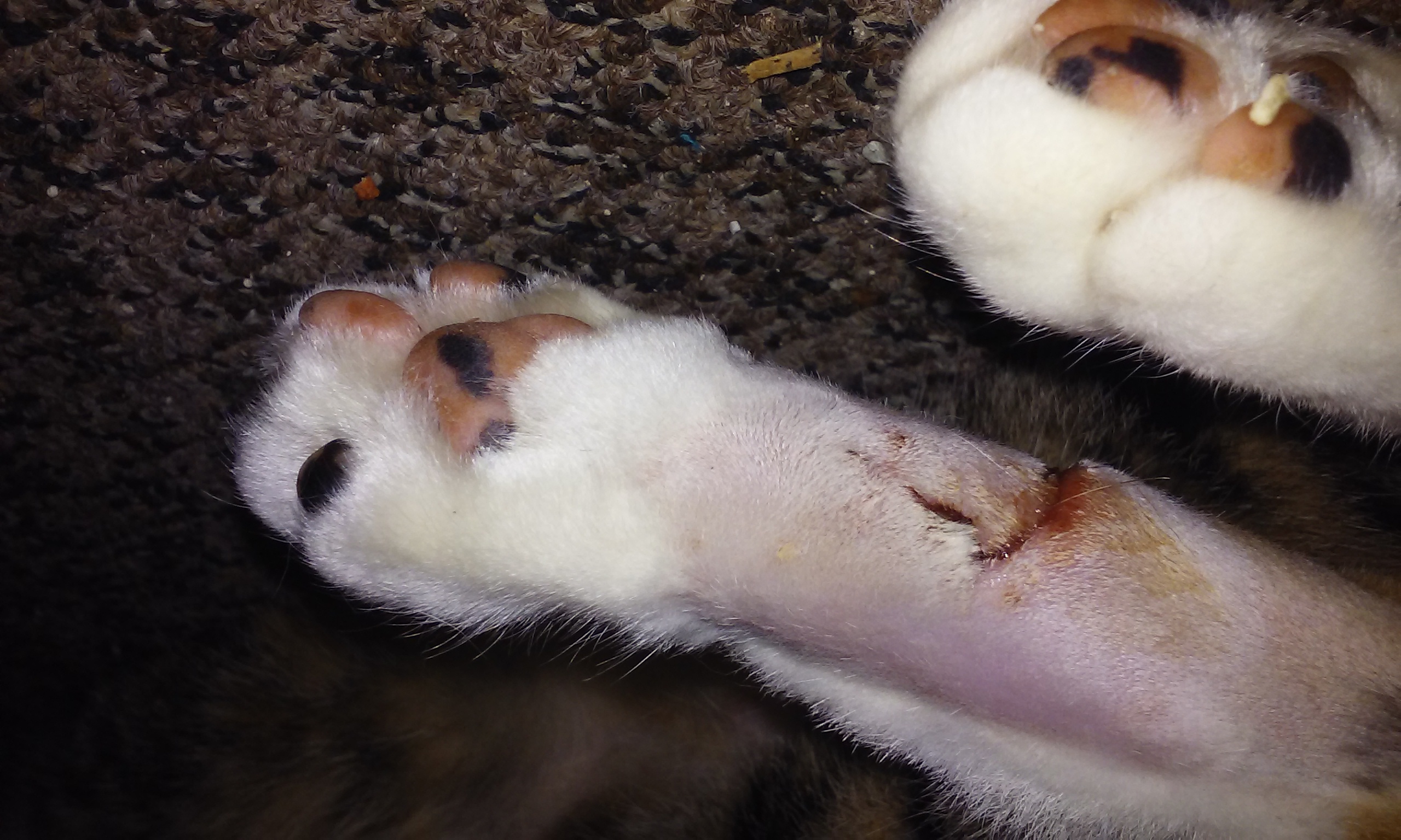 Injured Paw