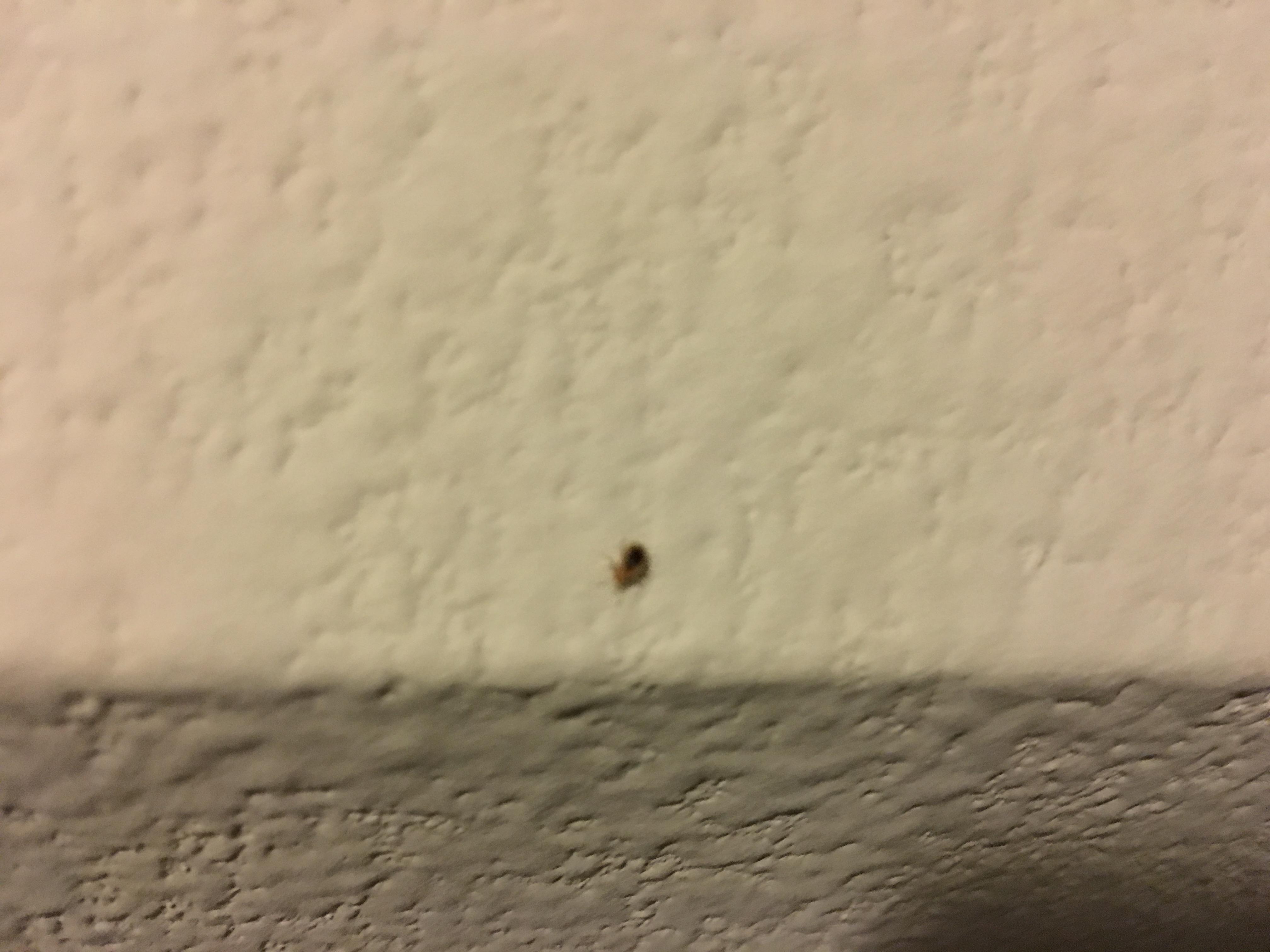 Bed Bug coming through the vent from above me!