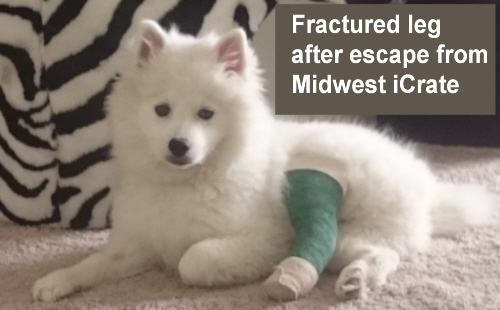 Fractured leg resulting from Midwest iCrate escape due to poor latch design. 