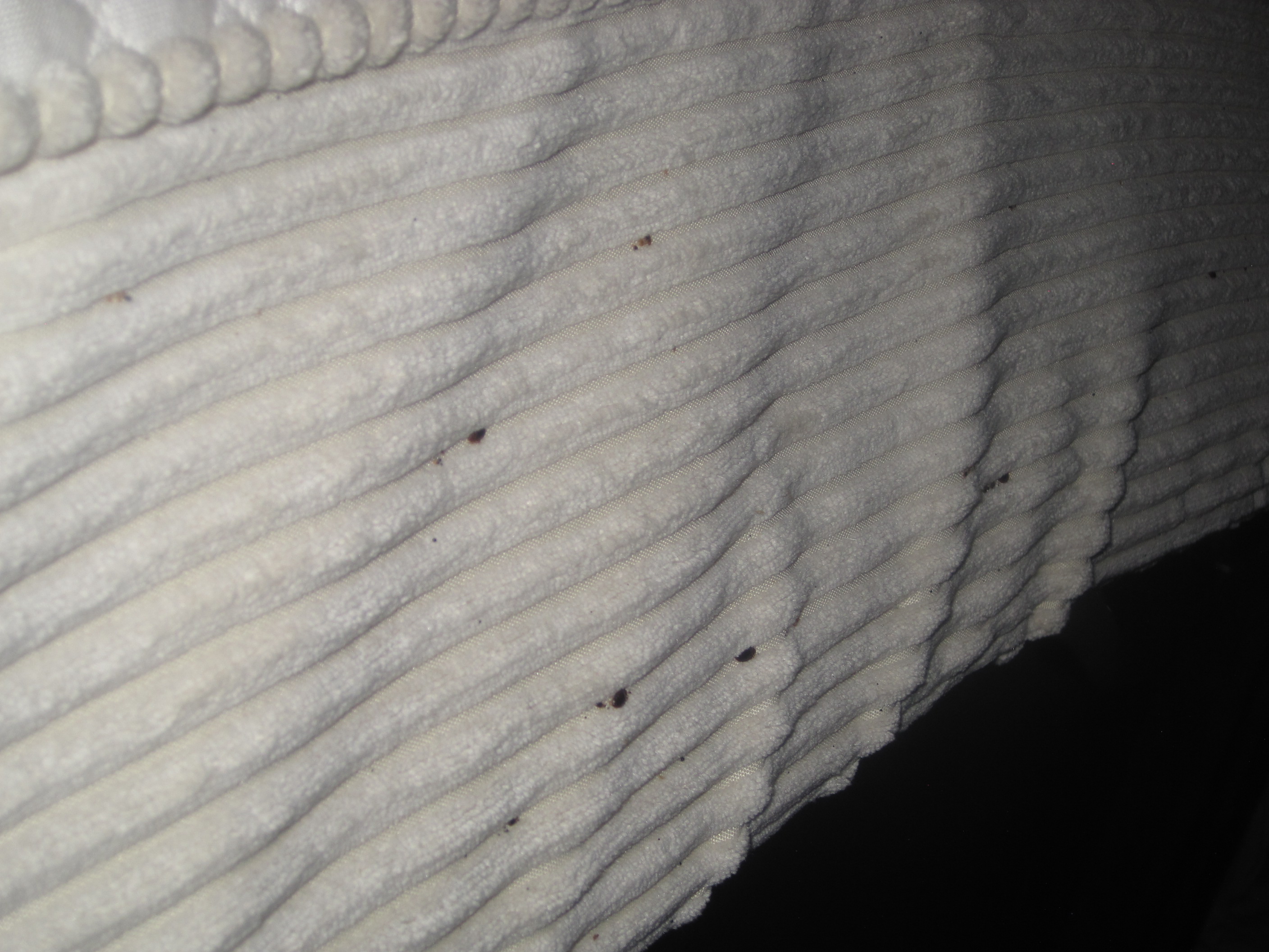 bed bugs