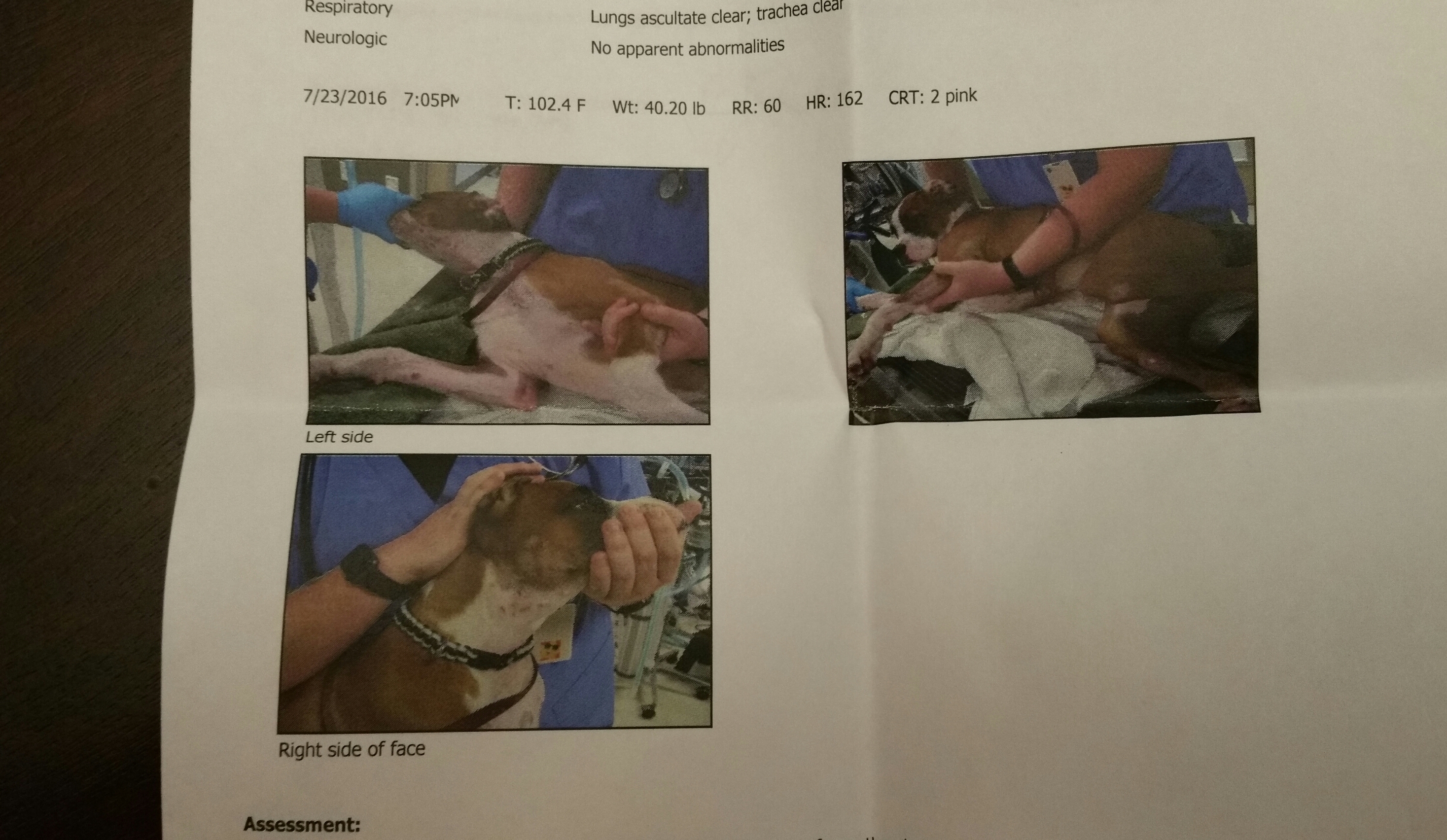 These were some of the pictures of Cane's wounds taken at the veterinary hospital I took him to immediately after picking him up.