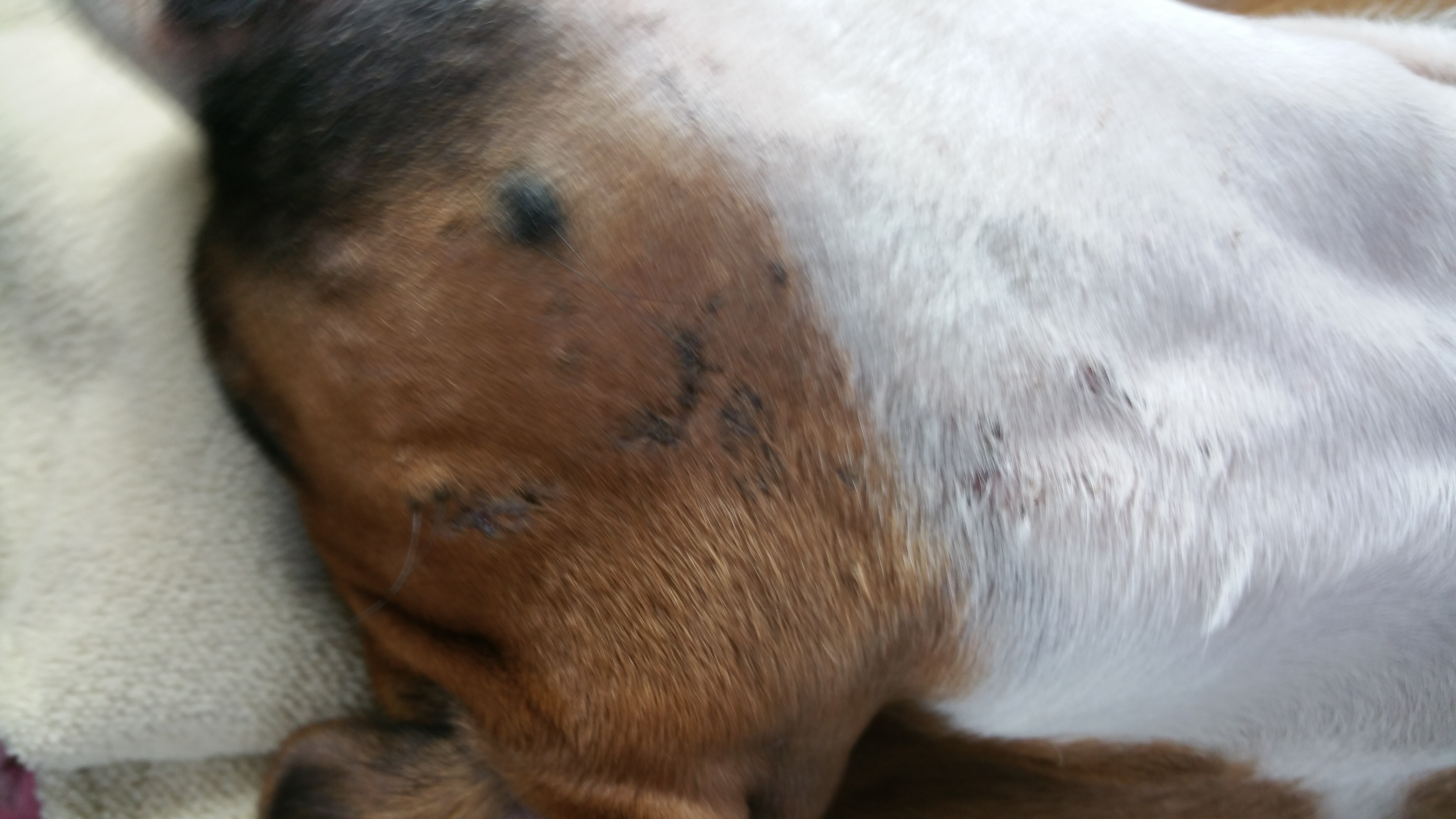 Only one of the many markings on Cane. Again, that is NOT scabbing. That is dirt that stuck on to dried up blood on an open wound which was went untreated by Voraussehen Kennels.