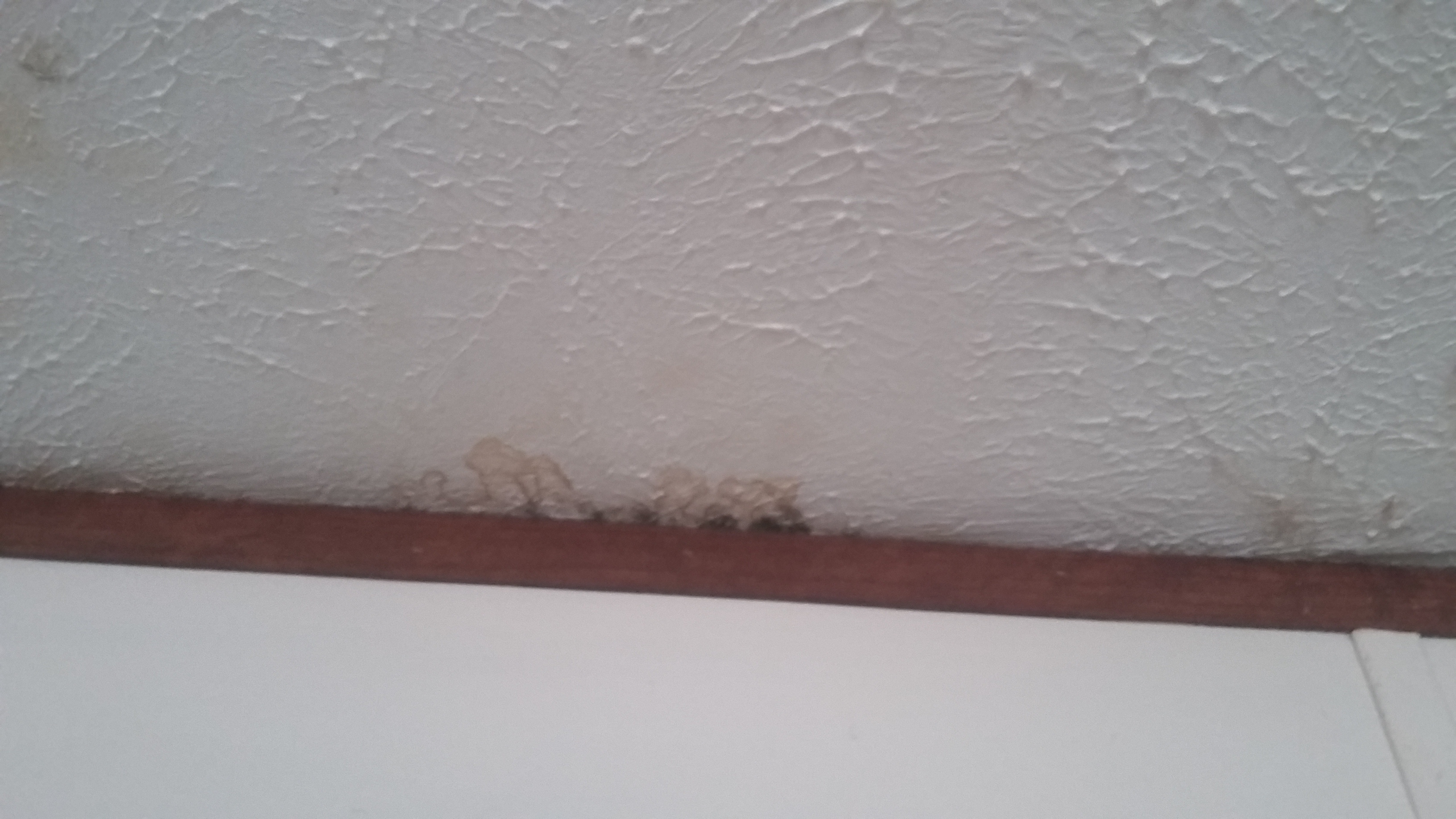 The mold keep in mind it's gotten worse over the 6 mnths and bow spreads along my whole ceiling wall line