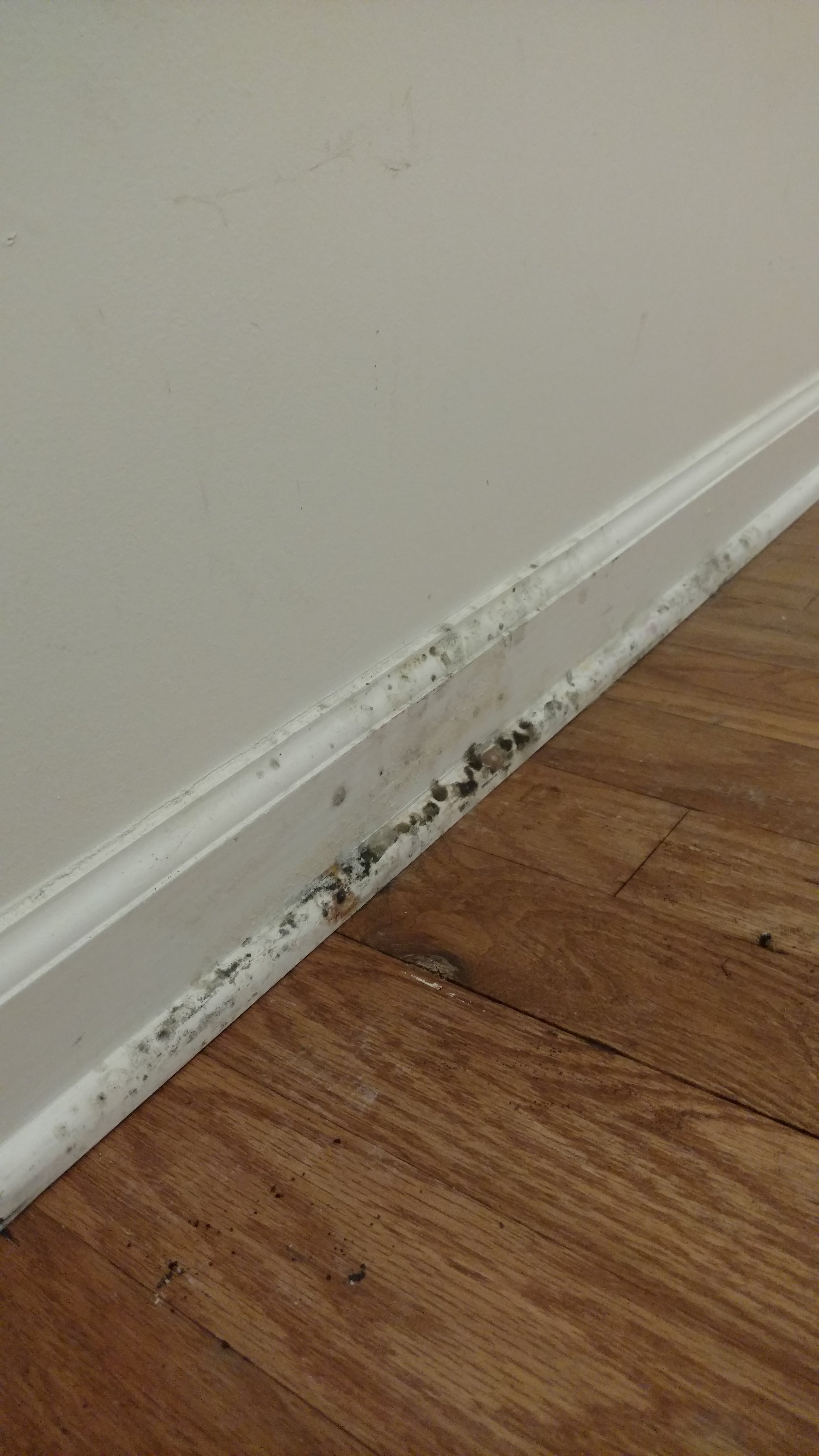 Mold on the molding in child's bedroom