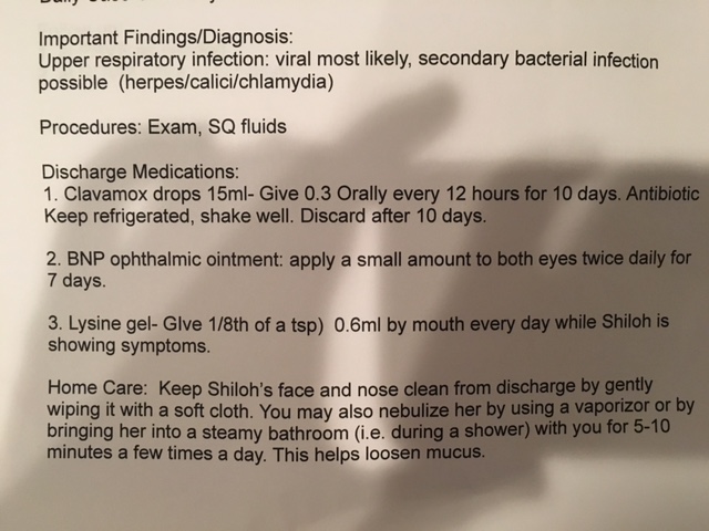 Diagnosis of Sick Kitten from Vet