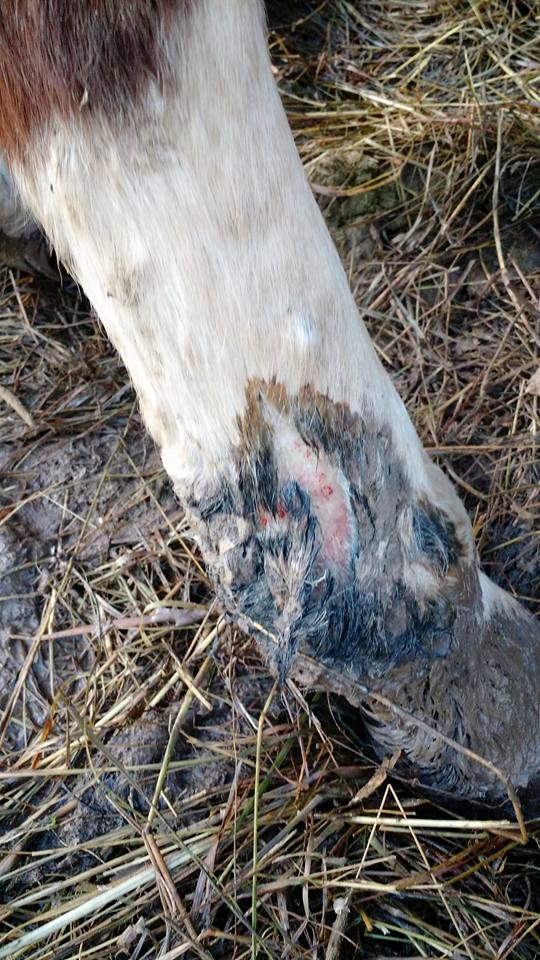 Two weeks of standing in a foot of mud with no way to escape it or lay down... this mare was euthenized by Carman two and a half months later after losing about 200 lbs