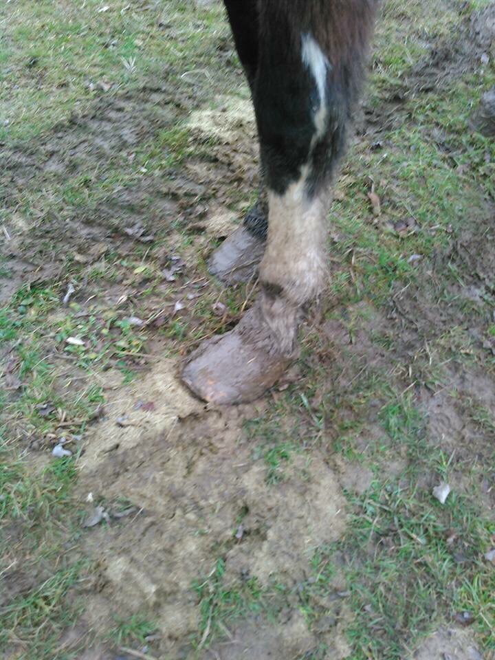 The gelding. His hooves took multiple visits to correct after neglected in Vanessa care