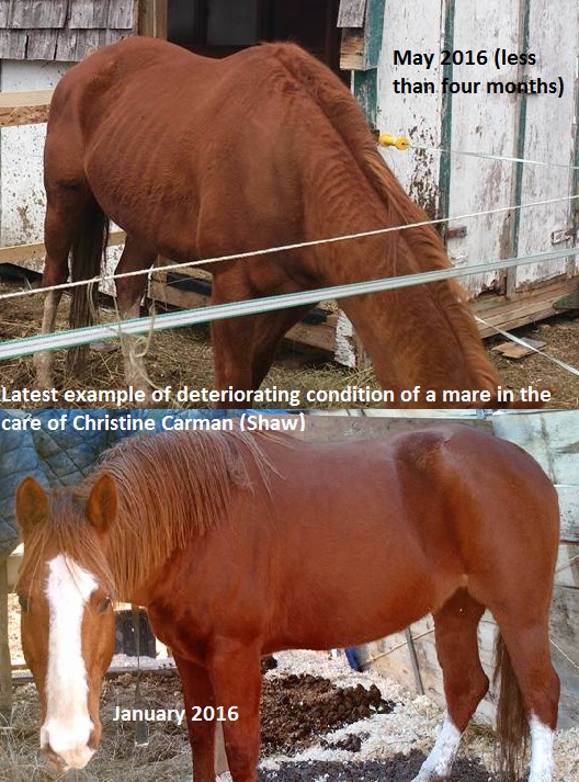 This poor mare was given to Christine. It was in beautiful condition when it went to her, and in just a few months lost so much weight and hair condition. 