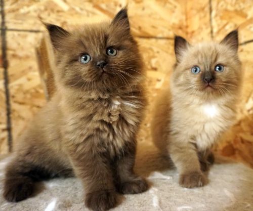 These are the kittens I sent her