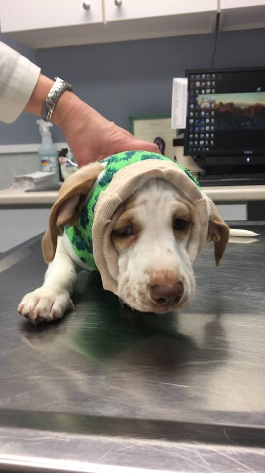 Brody at the vet