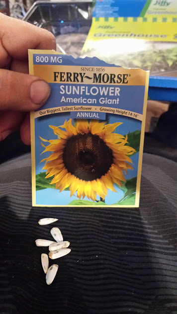 7 Sunflower seeds of GOLD.  Wow.