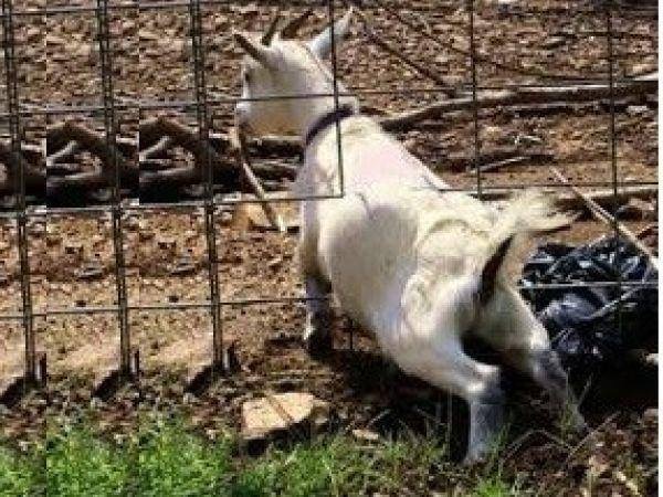 Escapegoat. 