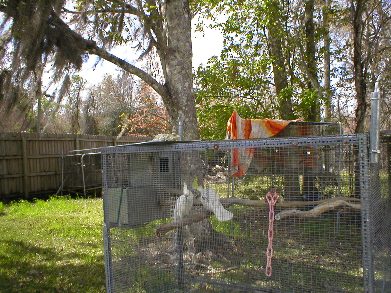 Breeding at Florida Exotic Bird Sanctuary Facility