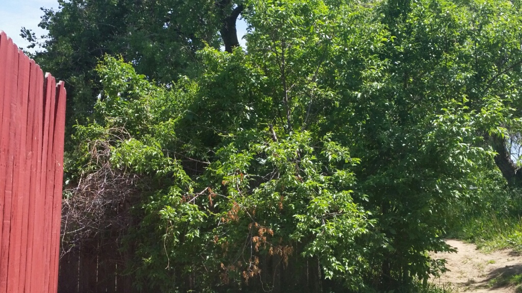 wood pile and bush