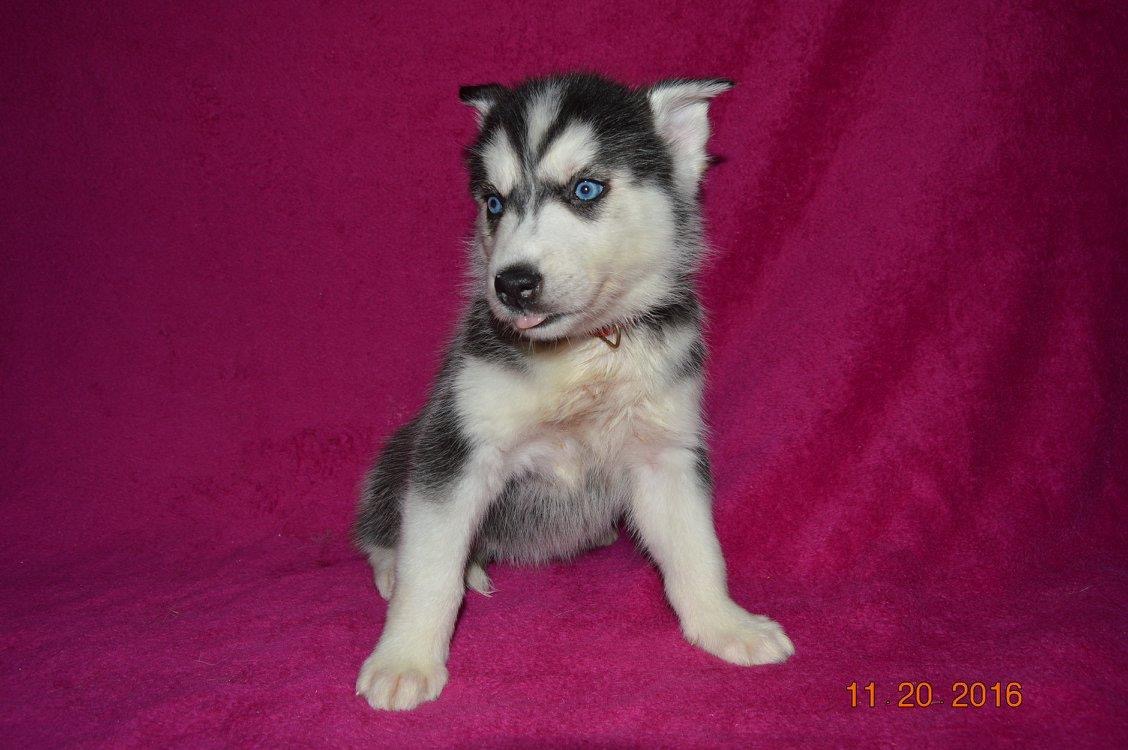 Our puppy before we picked up. Clear flea cluster on her chest