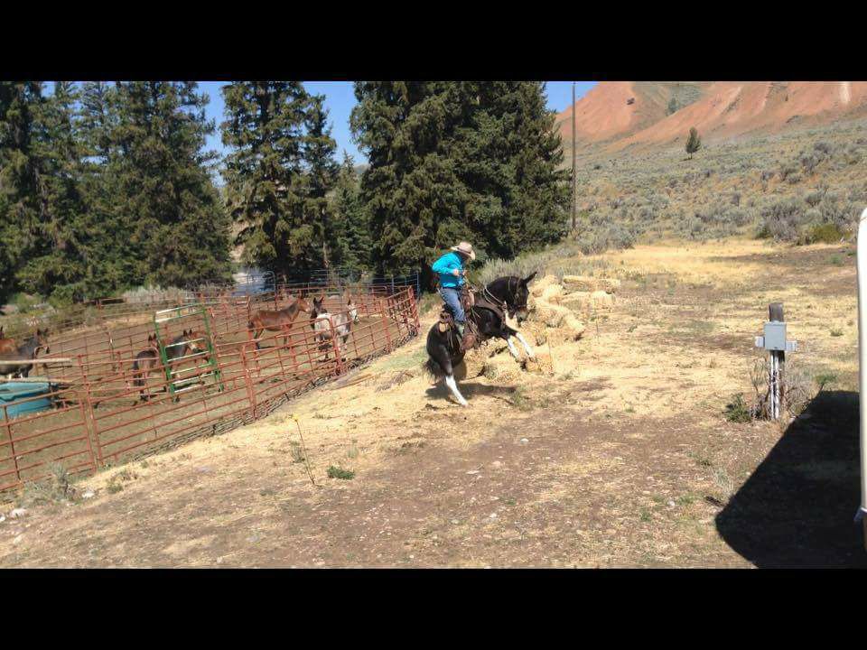 That's why this Mule was sold rode twice bucked off twice 2nd time almost killing owner. Returned and sold again before was back to Max's pasture and put the 2nd owner in Hospital too. They sold for a