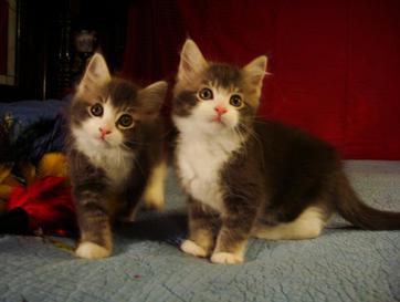 kellys kittens Twins 2