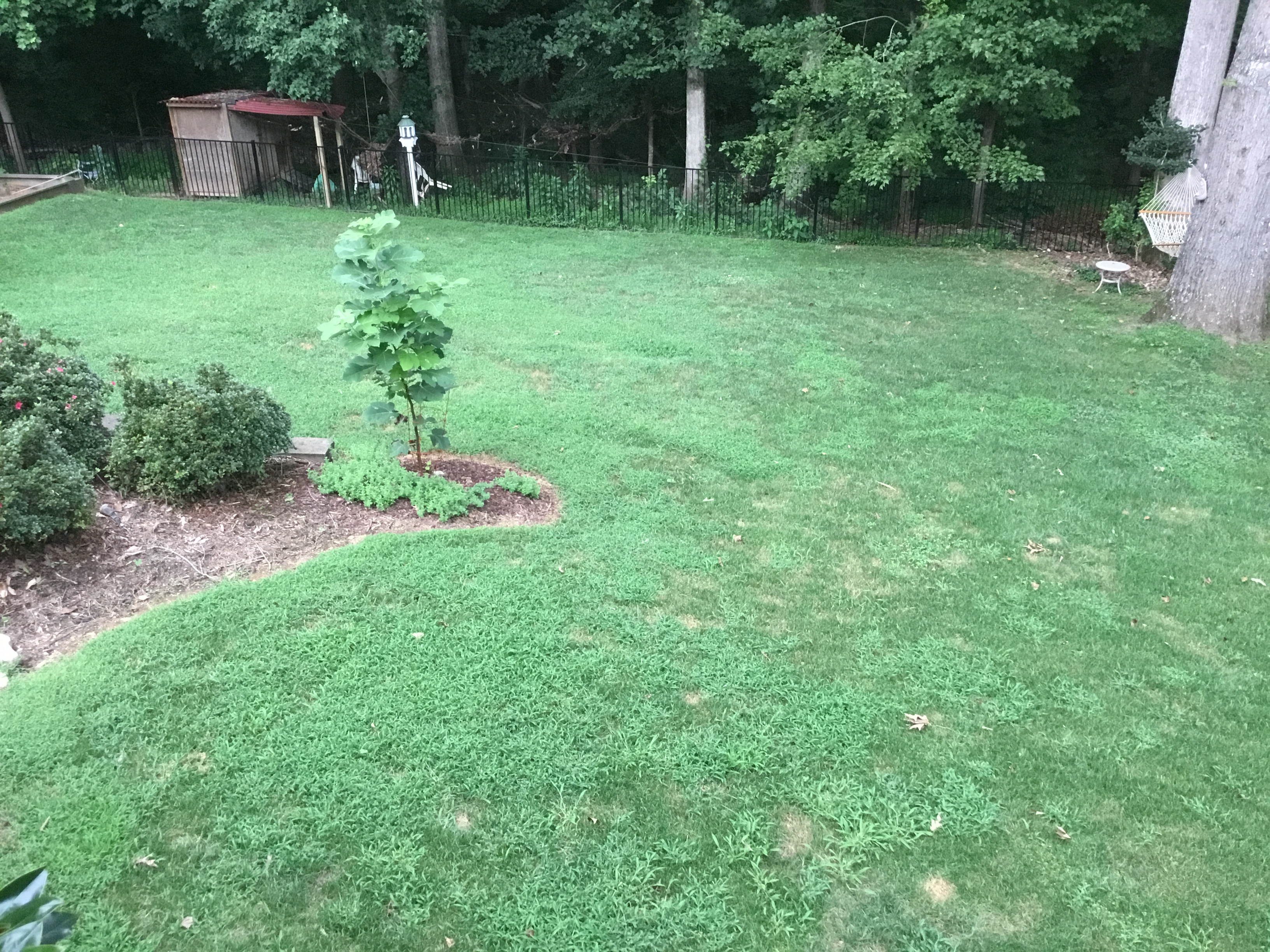 back yard after one year