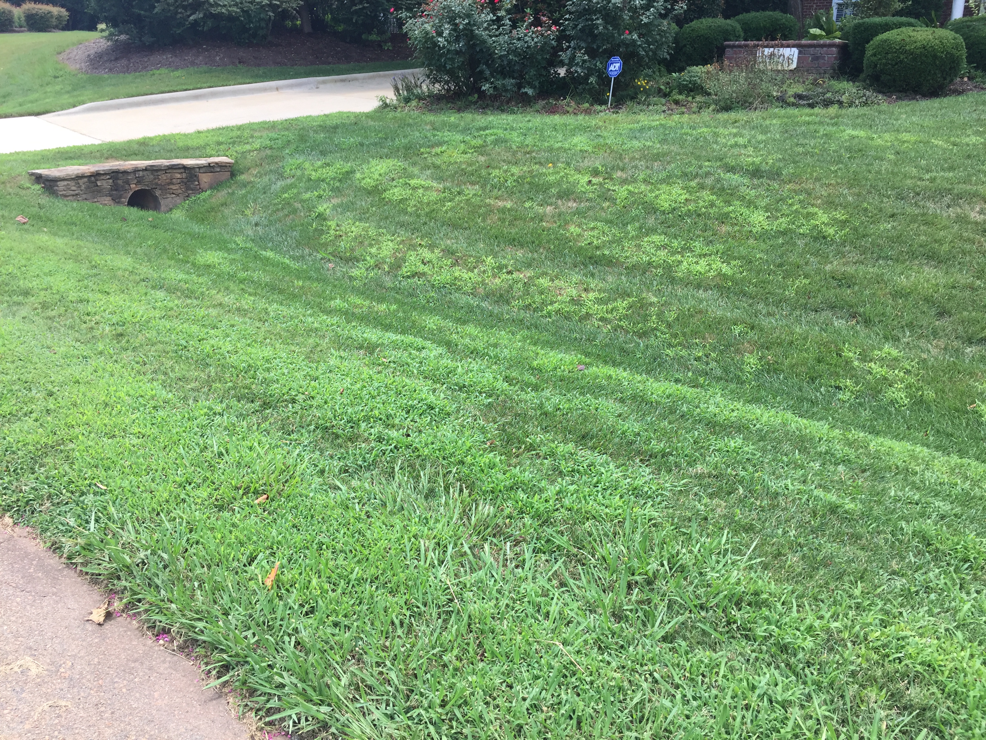 front yard after $2000 spent, 2 years of pleasant green grass service 