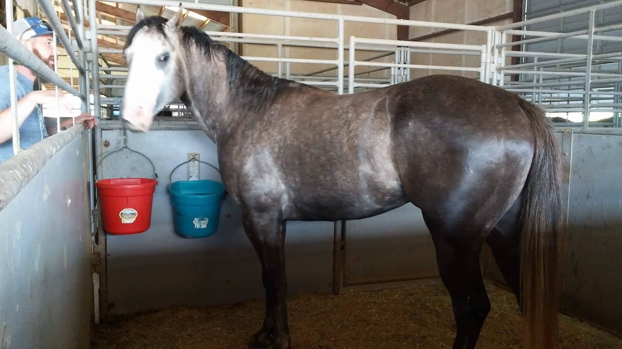 This was 2 weeks in at ZAAL he looked fine but they had yet to saddle him they were playing silly games with balls & noodles (we didn't ask them to do). 