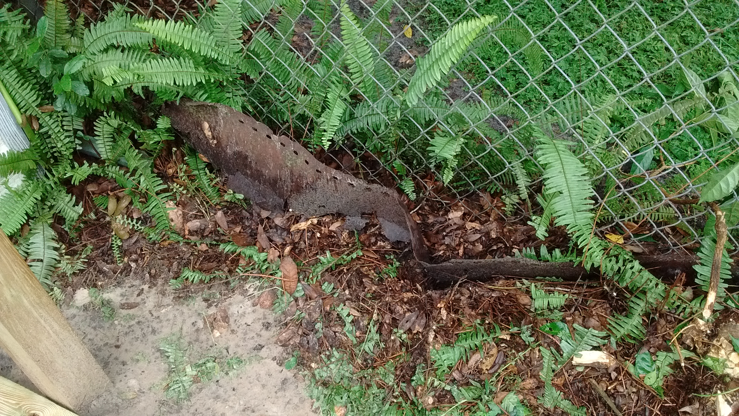 While the crew was here I asked them to please remove this metal before they installed the fence. They didn't. It's still here.