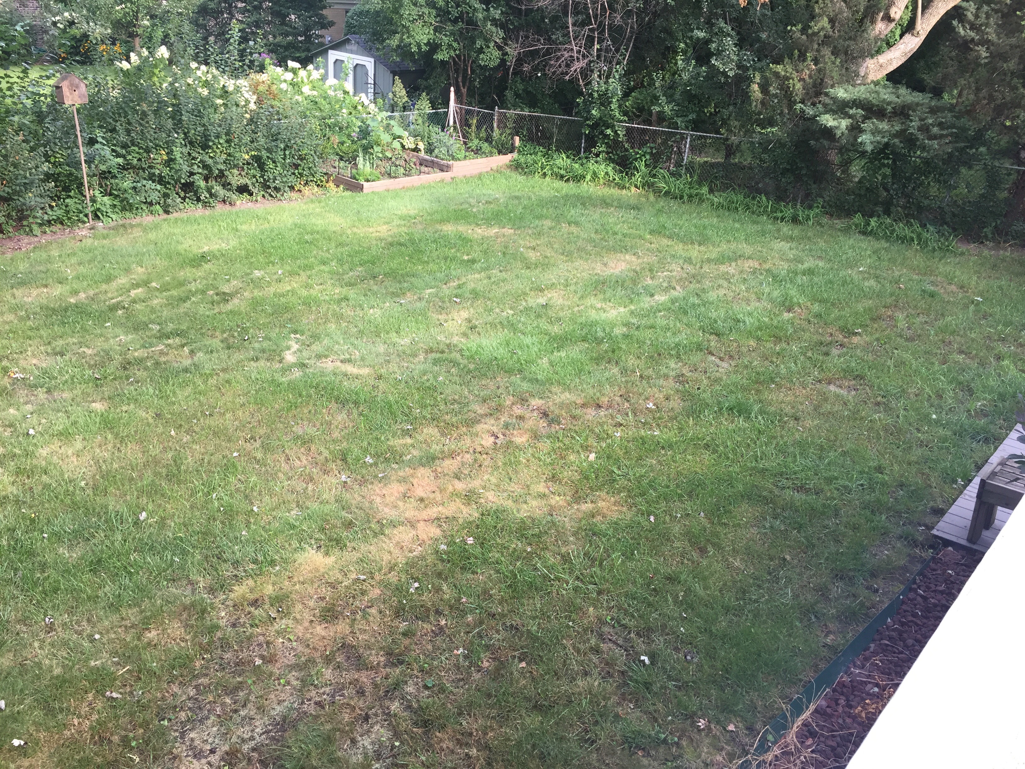 Weedman killed my lawn - check it out