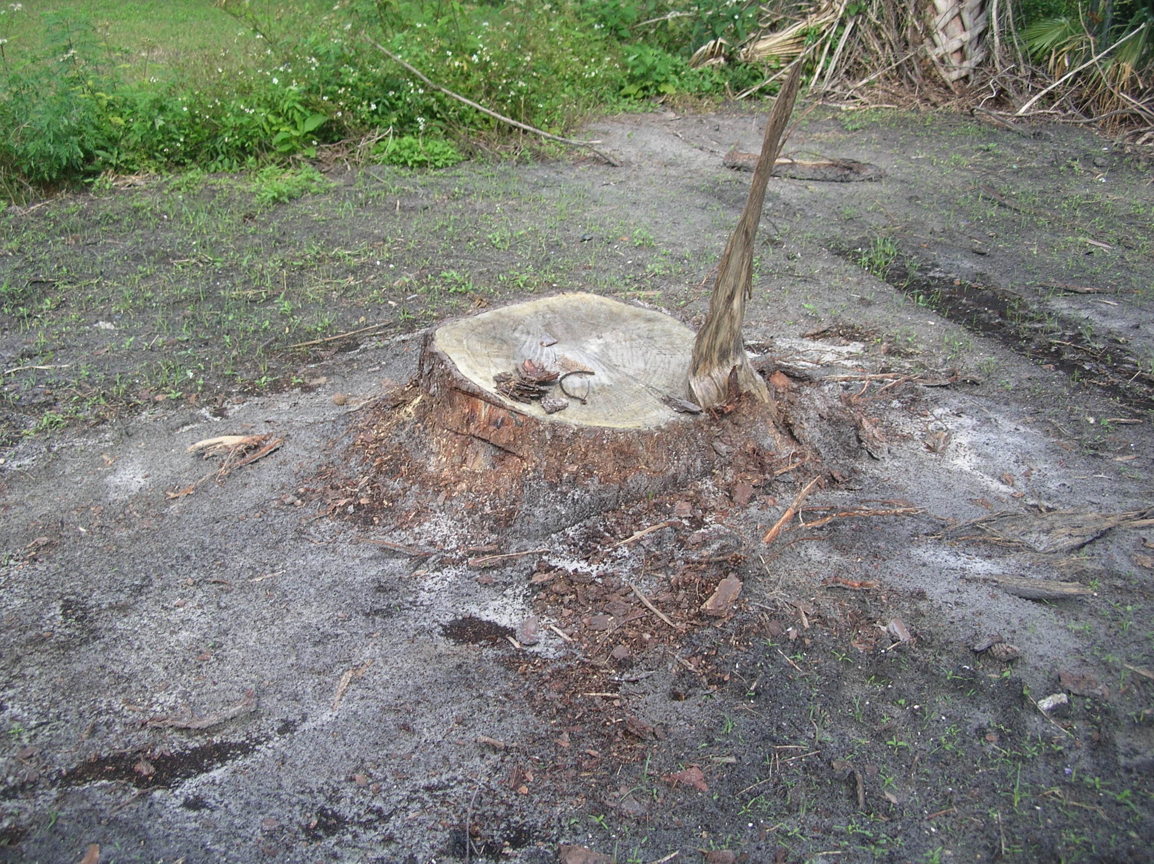 Tree stump not level with ground