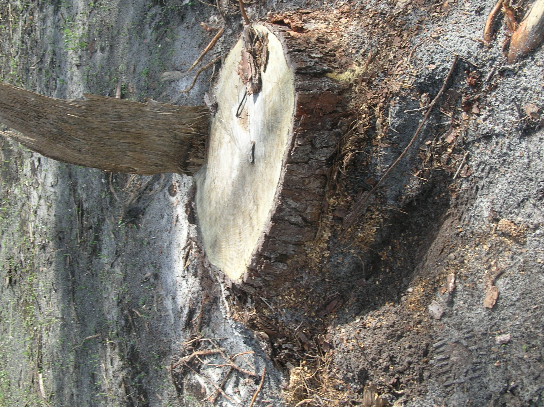 Tree stump not level with ground, unfinished work