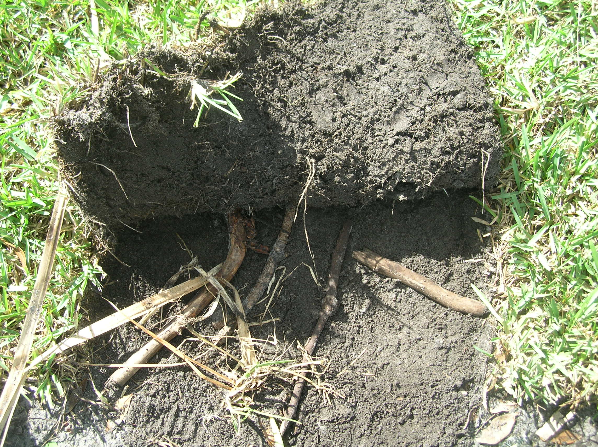 roots  and vines covered by Blackwelders with sod