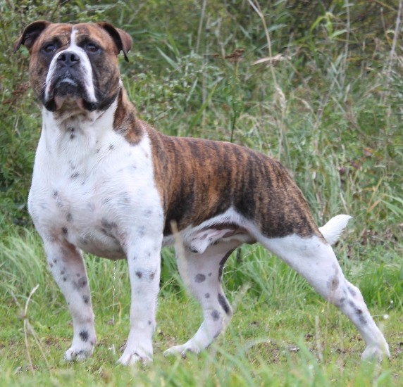 REAL OLDE ENGLISH BULLDOGGE 1