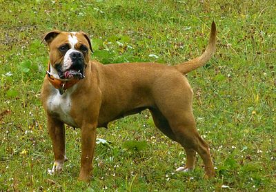 REAL OLDE ENGLISH BULLDOGGE