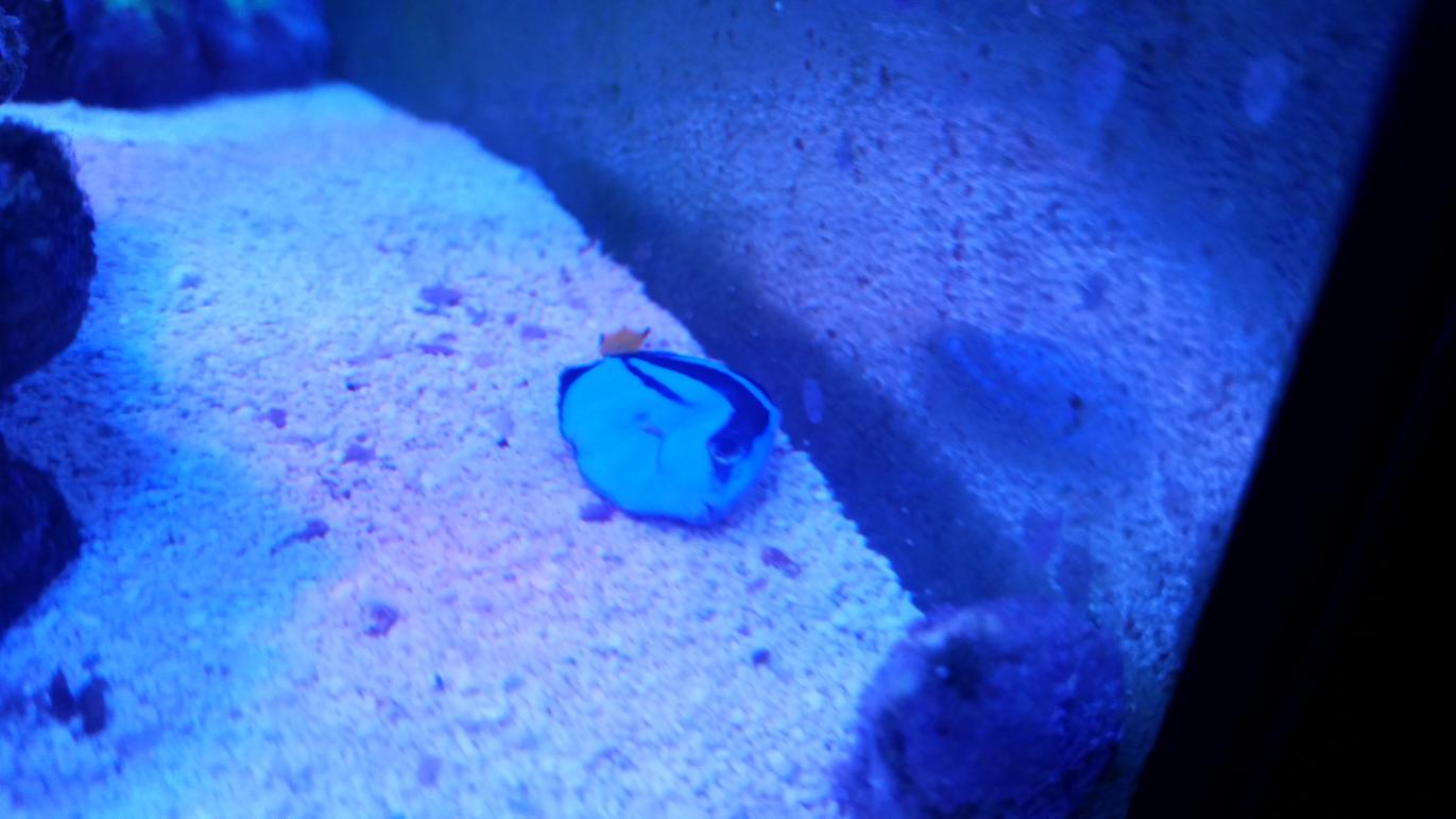 Blue Tang Dead in 24 Hrs!