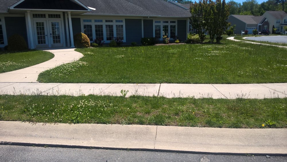 weeds around community center