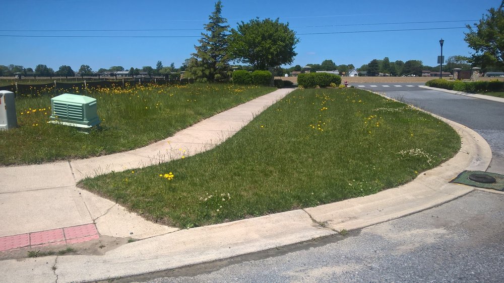 weeds at entrance